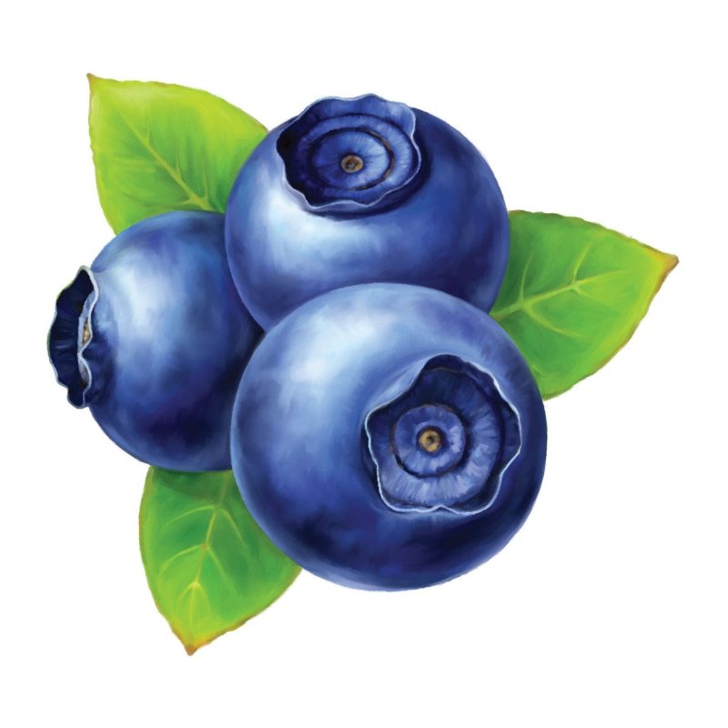 blueberry wild