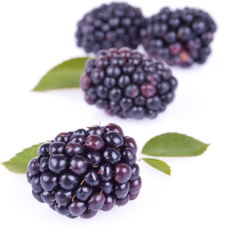 boysenberry